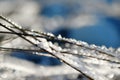 Frozen grass is on sea coast in winter. Close-up of icing grass Royalty Free Stock Photo