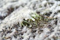 Frozen grass is on sea coast in winter. Close-up of icing grass Royalty Free Stock Photo