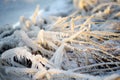 Frozen grass is on sea coast in winter. Close-up of icing grass Royalty Free Stock Photo