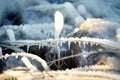 Frozen grass is on sea coast in winter. Close-up of icing grass Royalty Free Stock Photo