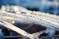 Frozen grass is on sea coast in winter. Close-up of icing grass Royalty Free Stock Photo