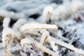 Frozen grass is on sea coast in winter. Close-up of icing grass Royalty Free Stock Photo