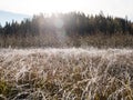 Frozen grass and sedge with lens flare and bright morning sunlight