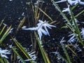 Frozen grass and snow crystal ataes on ice after frost Royalty Free Stock Photo