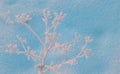 Frozen grass standing in snow during sunset in the winter, natural background