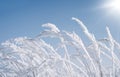 Frozen grass on a sunny winter morning Royalty Free Stock Photo