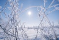 Frozen grass on a sunny winter morning Royalty Free Stock Photo