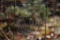 Frozen grass, tree trunk, reed , spider web and trunks in the morning sun