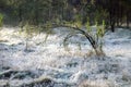 Frozen grass, tree trunk, reed , spider web and trunks in the morning sun