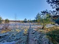 Frozen grass, tree trunk, reed , spider web and trunks in the morning sun