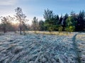 Frozen grass, tree trunk, reed , spider web and trunks in the morning sun