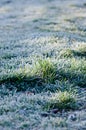 Frozen grass