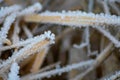 Frozen grass on a winter morning: Frost macro photography, ice fractal formations over plants.