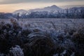 Frozen grasses and bare trees with mountain backdrop at dawn Royalty Free Stock Photo