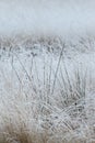 Frozen grassland landscape