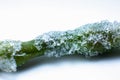 Frozen green beans texture. Close up. Cold vegetables Royalty Free Stock Photo