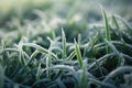 Frozen green grass, grass covered with frost in winter