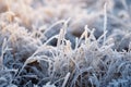 Frozen green grass, grass covered with frost in winter