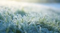 Frozen green grass, grass covered with frost in winter