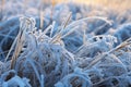 Frozen green grass, grass covered with frost in winter