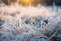 Frozen green grass, grass covered with frost in winter