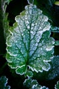 Frozen green grass leaves Royalty Free Stock Photo