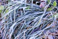 Frozen green grass on meadow Royalty Free Stock Photo