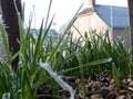 frozen green grasses on the yard in a cold winter morning