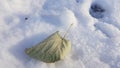 Frozen green leaf atop clean white snow shining in bright sunlight. Dry autumn leaf covered by frost with winter snow background Royalty Free Stock Photo