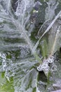 Frozen green leaf in block of ice Royalty Free Stock Photo