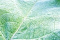 Frozen green leaf with veins covered with frost Royalty Free Stock Photo