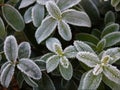 Frozen green leaves as a natural texture