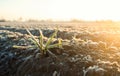 Frozen green leaves of sprouted onion on a frosty day. Freezing crop, harvest death. Remnants of the past crop grow in the spring