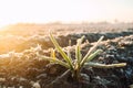 Frozen green leaves of sprouted onion on a frosty day. Freezing crop, harvest death. Unpredictable weather and global