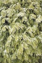 Frozen green thuja