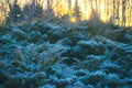 Frozen greenery, bushes and flowers in the garden in spring Royalty Free Stock Photo