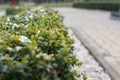 Frozen greenery, bushes and flowers in the garden in spring Royalty Free Stock Photo