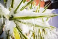 Frozen greenery, bushes and flowers in the garden in winter Royalty Free Stock Photo