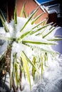 Frozen greenery, bushes and flowers in the garden in winter Royalty Free Stock Photo