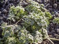 Frozen greens in the garden after the morning frost. Royalty Free Stock Photo