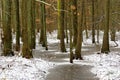 Frozen ground in the forest