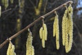 Frozen Hazel Catkins bathing in the early morning Sunshine