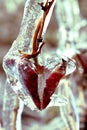 Frozen Heart Leaf