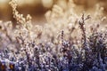 Frozen heather flower