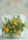 Frozen Herbs and Flowers in Ice Cube Royalty Free Stock Photo