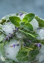 Frozen Herbs in Ice Cubes Close Up Royalty Free Stock Photo