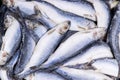 Frozen herring. Frozen group of fish. iced atlantic fish. Herrings. Herring pattern.Herring texture