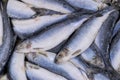 Frozen herring. Frozen group of fish. iced atlantic fish. Herrings. Herring pattern.Herring texture