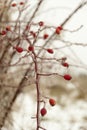 Frozen hip-berry branch Royalty Free Stock Photo