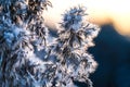 Frozen hoar frost reed plant in the winter morning sun light Royalty Free Stock Photo